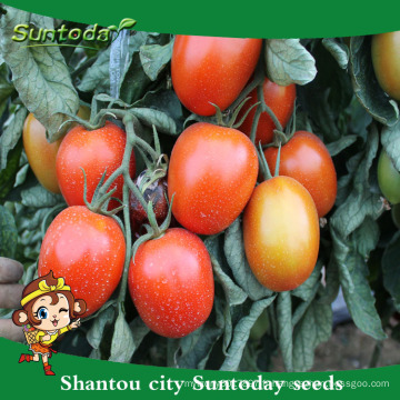Suntoday gros rio roma grande plante plantée rouge processus indien sgyanta 1359 graines de tomates ouvertes (22015)